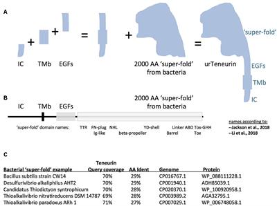 The Natural History of Teneurins: A Billion Years of Evolution in Three Key Steps